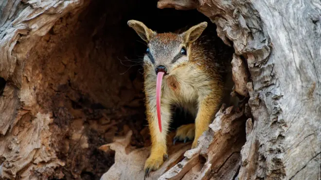 numbat