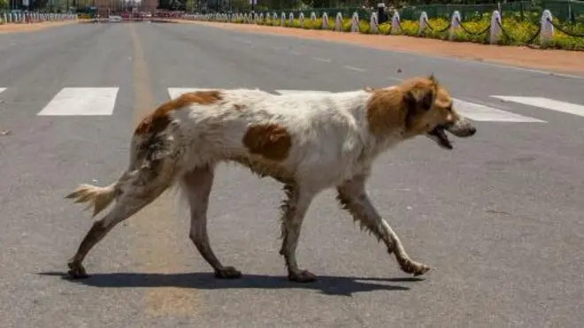 आवारा कुत्ता