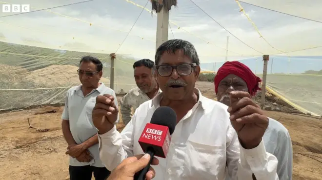 डास आणि गावाची गोष्ट