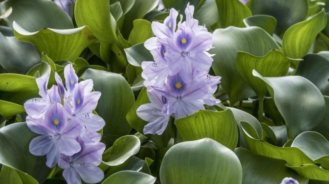 Imagem mostra aguapé com folhas verdes e flores violetas