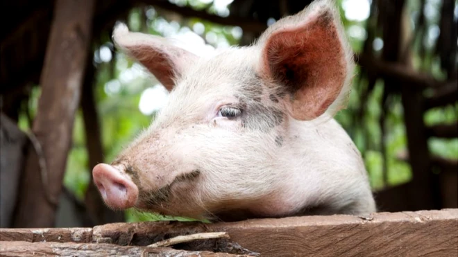 Ingurube iri mu kiraro muri Uganda