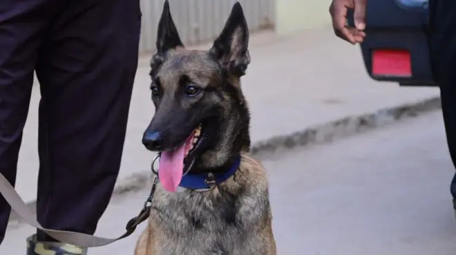 కడావర్ డాగ్స్