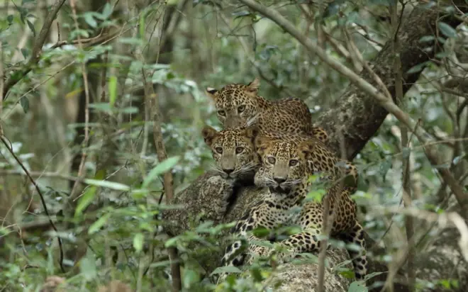 විල්පත්තුවේ කොටි 313ක් පමණ ජීවත් වෙන බවට ගණන් බලා තිබේ.