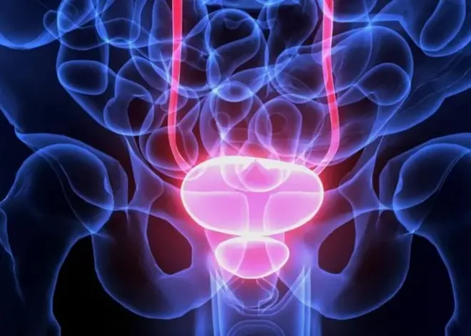 Représentation d'un appareil génital.