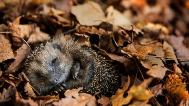 یک جوجه تیغی در میان برگ‌های خفته