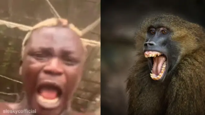 Portable àti Ọbọ