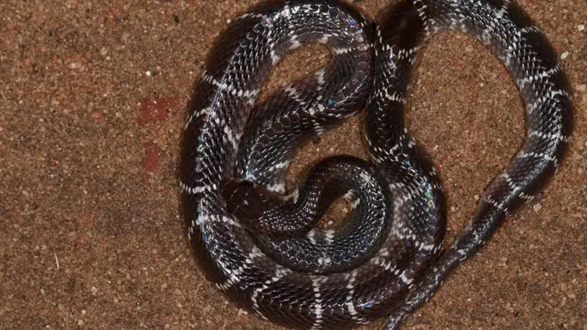 ශ්‍රී ලංකාවේ උග්‍රම විෂ සහිත සර්පයා 'මග මරුවා' ගැන මේ තොරතුරු ඔබ දැන සිටියාද ?