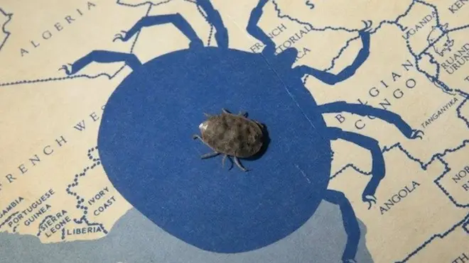 เห็บแอฟริกันสายพันธุ์ Argas Brumpti