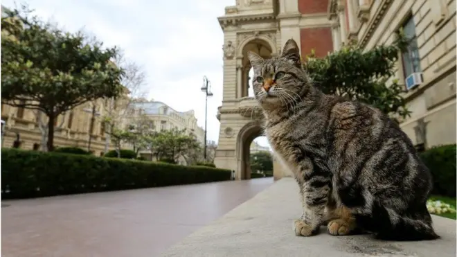 pisik. koronavirus, azerbaycan, Azərbaycan