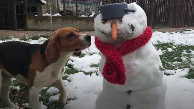 Pas i Sneško Belić