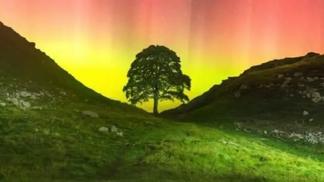 The Sycamore Gap tree illuminated by the Northern Lights growing in the valley between two hills