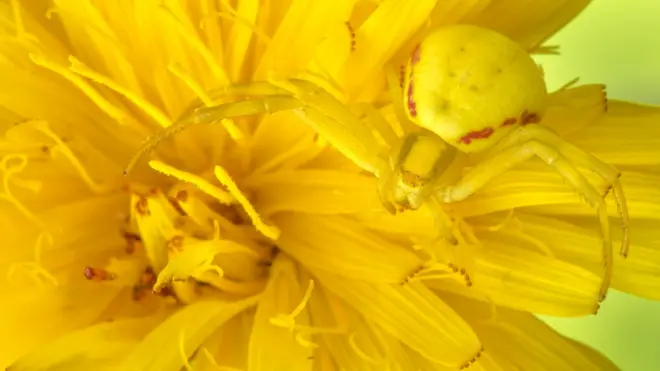 Misumena vatia
