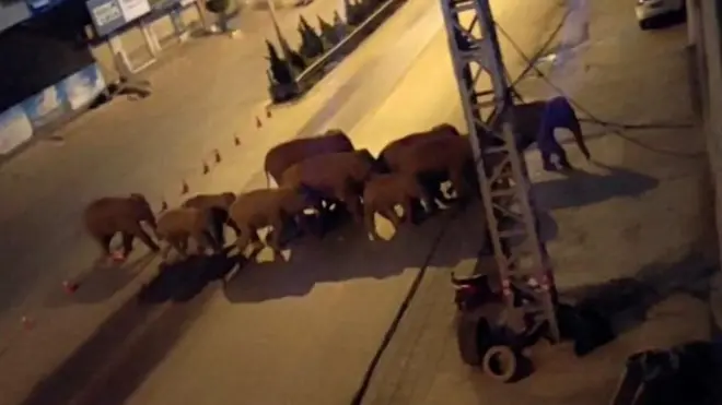 Slonovi lutaju po ulicama kineskih gradova