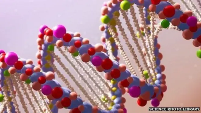 ڈی این اے ماڈل