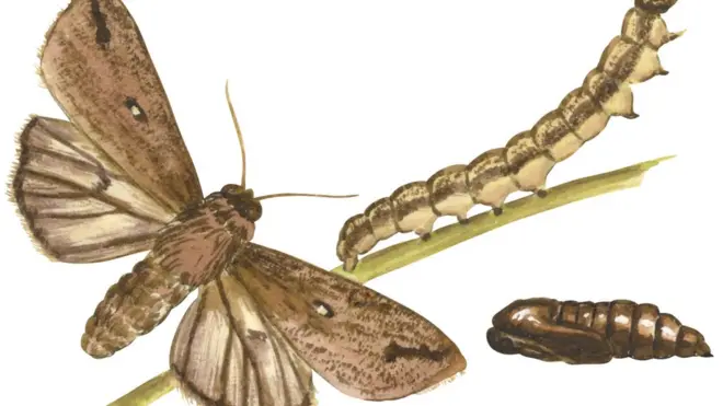 Des chenilles envahissent les champs en Zambie.