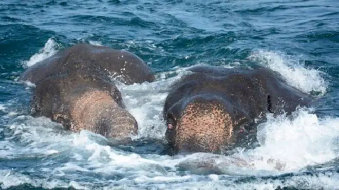 මුහුදේ ගිලුණු අලි