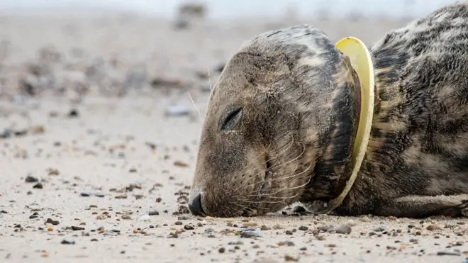 Пластик убивает