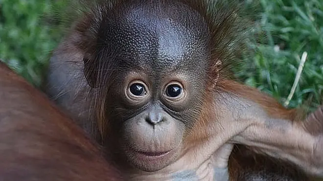 ఒరాంగుటాన్లు