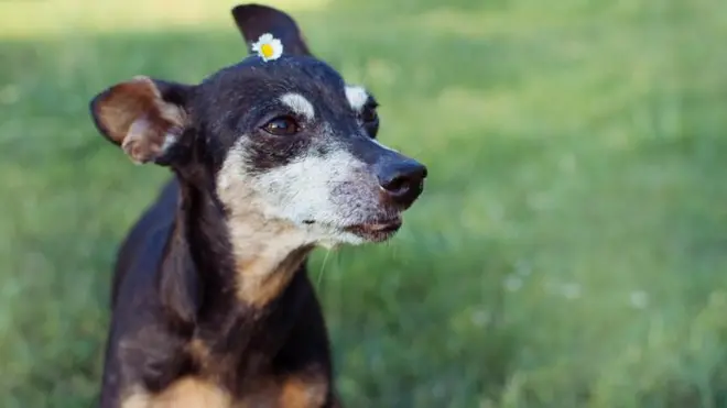 Cachorro com sinaisjogo de cartas spiderleishmaniose