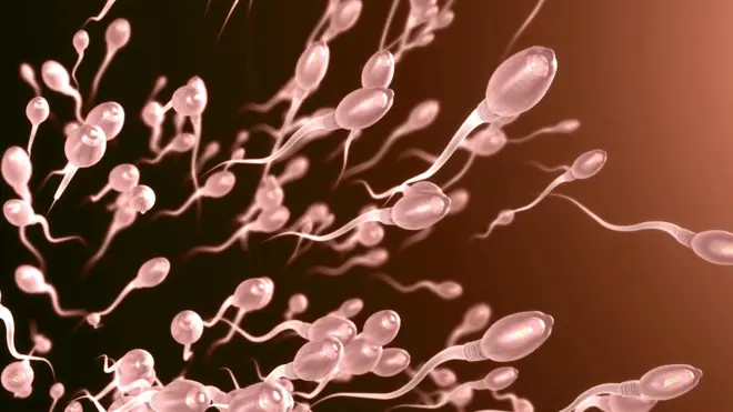 Spermatozoidlar