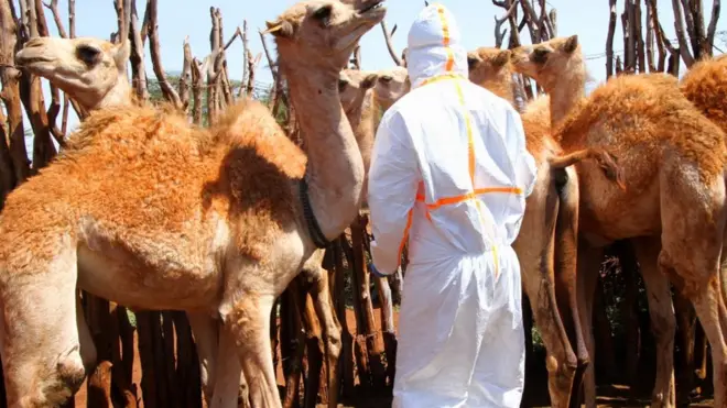 Kwegera ingamiya ngo uzifate ibipimo bisaba kwigengesera