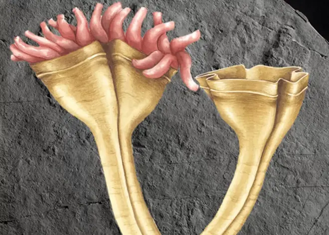 Voici à quoi ressemblait Auroralumina attenboroughii il y a 560 millions d'années