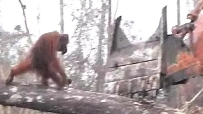 دلیر بن مانس