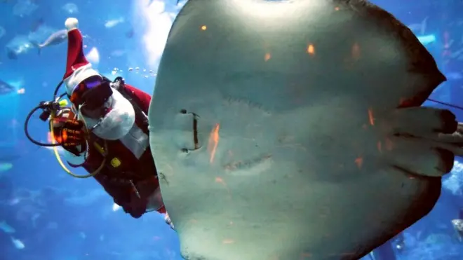 Zhao Jian Wen feeds a stingray dressed as Santa Claus during SEA Aquarium's Christmas festivities in Singapore.