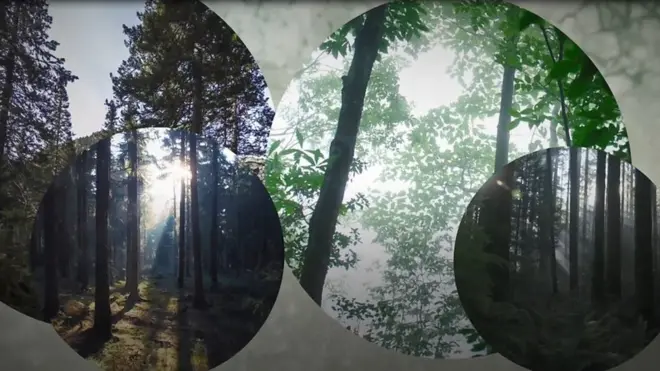 Врятувати ліси: чому недостатньо садити нові дерева?