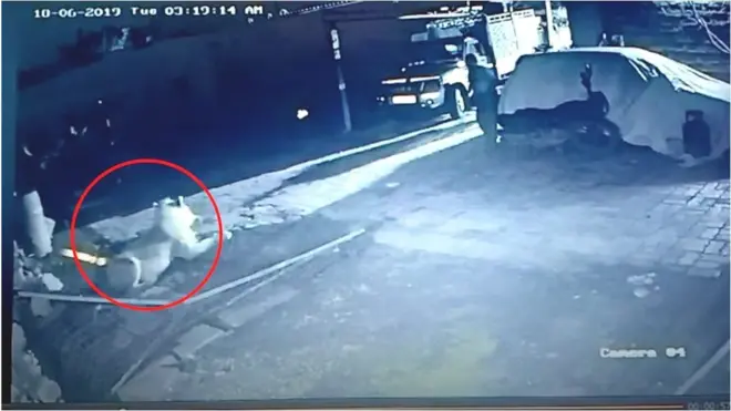 చిన్న కర్రతో సింహాన్ని తరిమేసిన గోశాల నిర్వాహకుడు