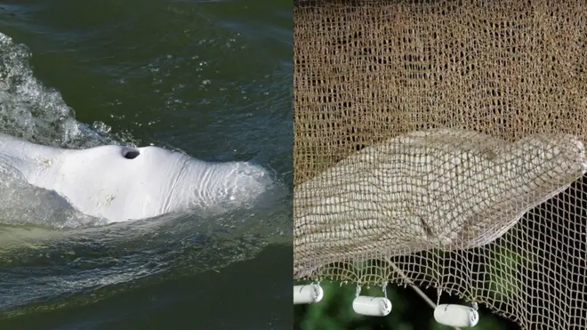 బెలుగా వేల్