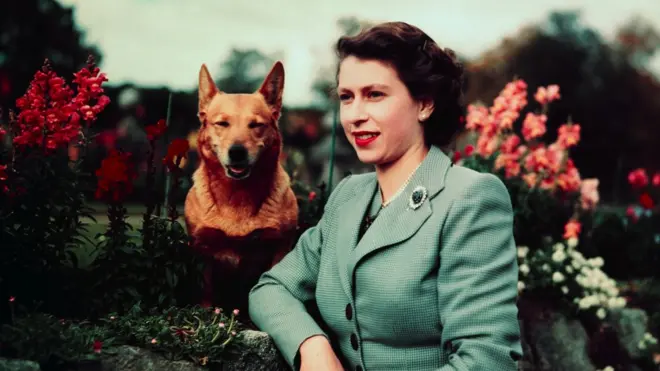 الملكة وكلابها