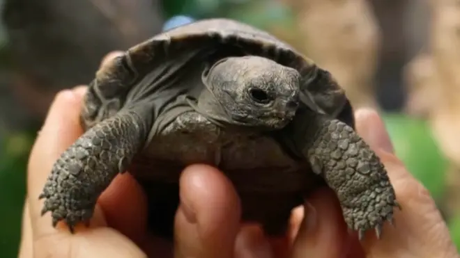 U desetoj deceniji života ugrožene kornjače dobile prve bebe