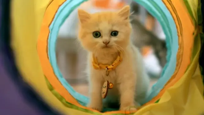 واحدة من القطط الموجودة في مقهى القطط الأول من نوعه في قطاع غزة