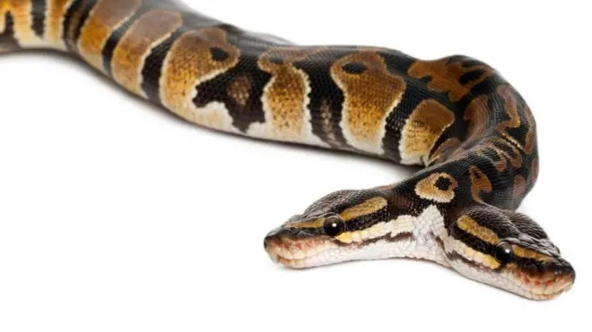 Las criaturas de dos (o más) cabezas no están restringidas al universo de lo fantástico.