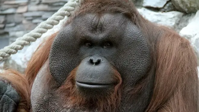 orangutan