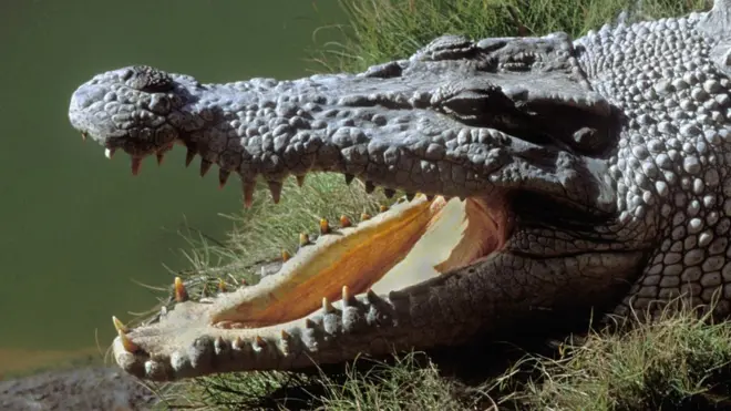 File foto of crocodile