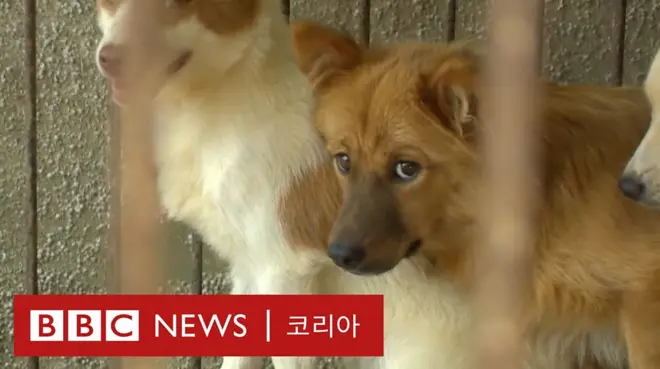 국내 반려견 인구 1000만 명 시대 개는 당신에게 고기인가? 반려동물인가? 오랫동안 지속돼온 개고기 논쟁