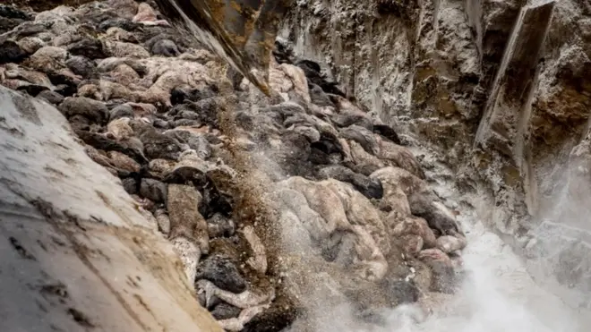 عملية ذبح 17 مليوناً من حيوانات المنك لا تزال مستمرة