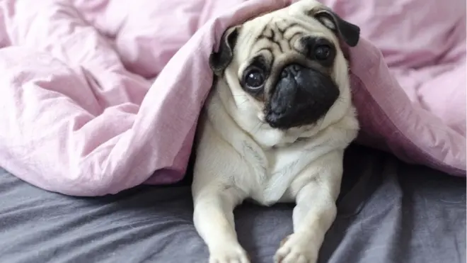 Možete li da kažete "ne" ovom izrazu lica?