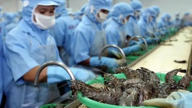 Tôm Việt Nam đạt 3,1 tỷ đô la xuất khẩu trong năm 2016.