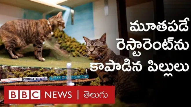 పిల్లులు