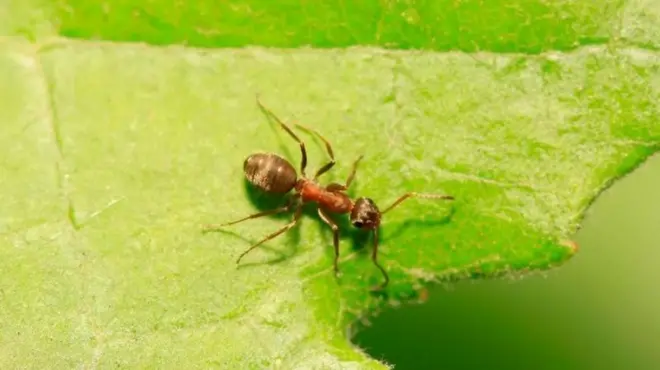 Qudhaanjo caleen dul saaran