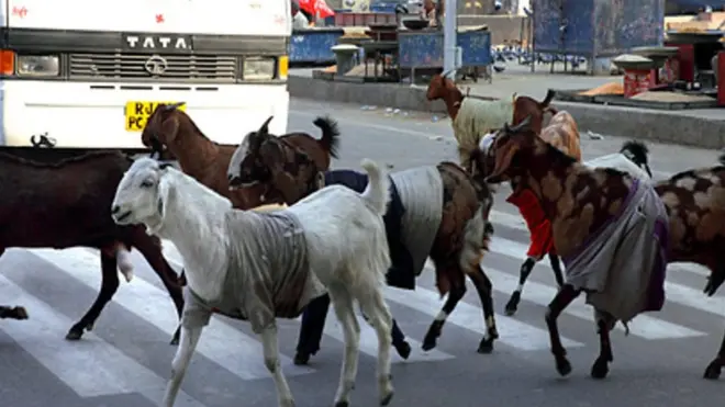 Vituko vya mbuzi Tanzania