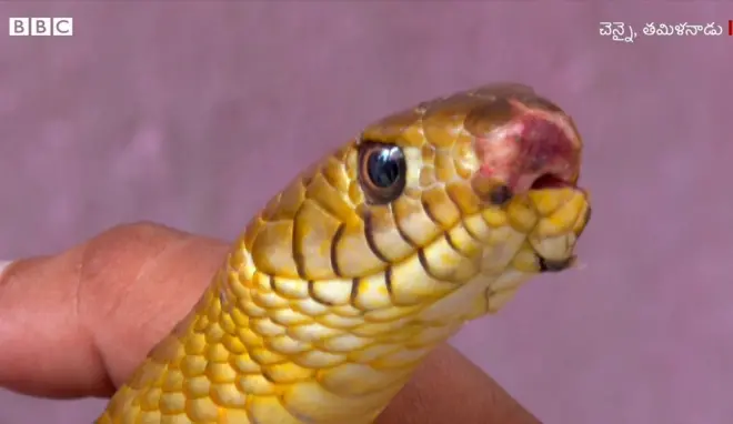 పాము
