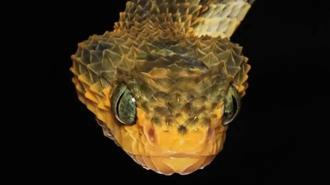 Atheris Viper (Bush Viper)