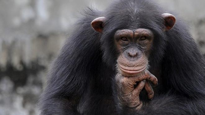 Индонезийские зоозащитники спасли самку орангутанга из многолетнего секс-рабства