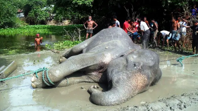 Los locales acudieron al rescate del elefante después de que lo vieron caer al agua.
