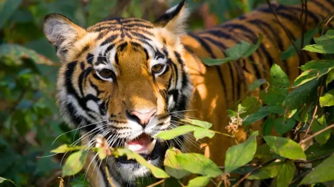 کیرالہ کی وزارت سیاحت کی جانب سے یہ تصویر شیر کے ٹویٹ کے ساتھ پوسٹ کی گئی ہے۔