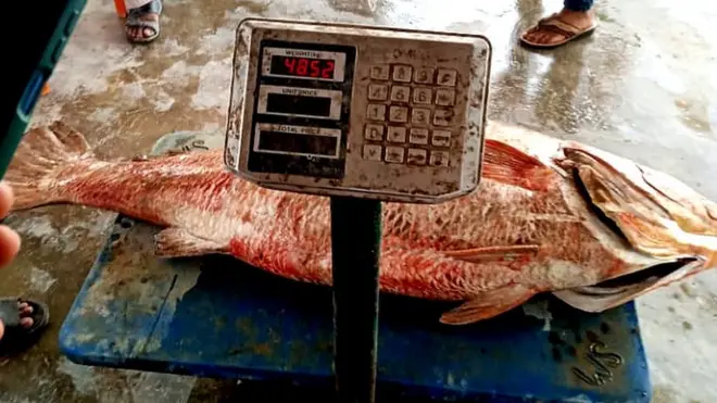 کروکر مچھلی